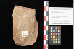Foto (Objekt + Etikett) von Quercus palaeoilex Ettingshausen (NHMW-GEO-2024-0188-0916)